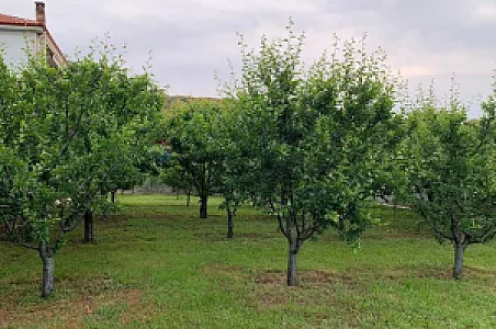 Shitet Vilë 4+1, 1100m² – 300,000€ – Pogradec – I mirë — Pogradec - Foto 4