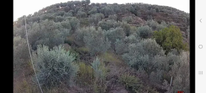 Shitet Ullishte 10 000 m² – 3.5M Lek – Patos – I mirë — Patos - Foto 1