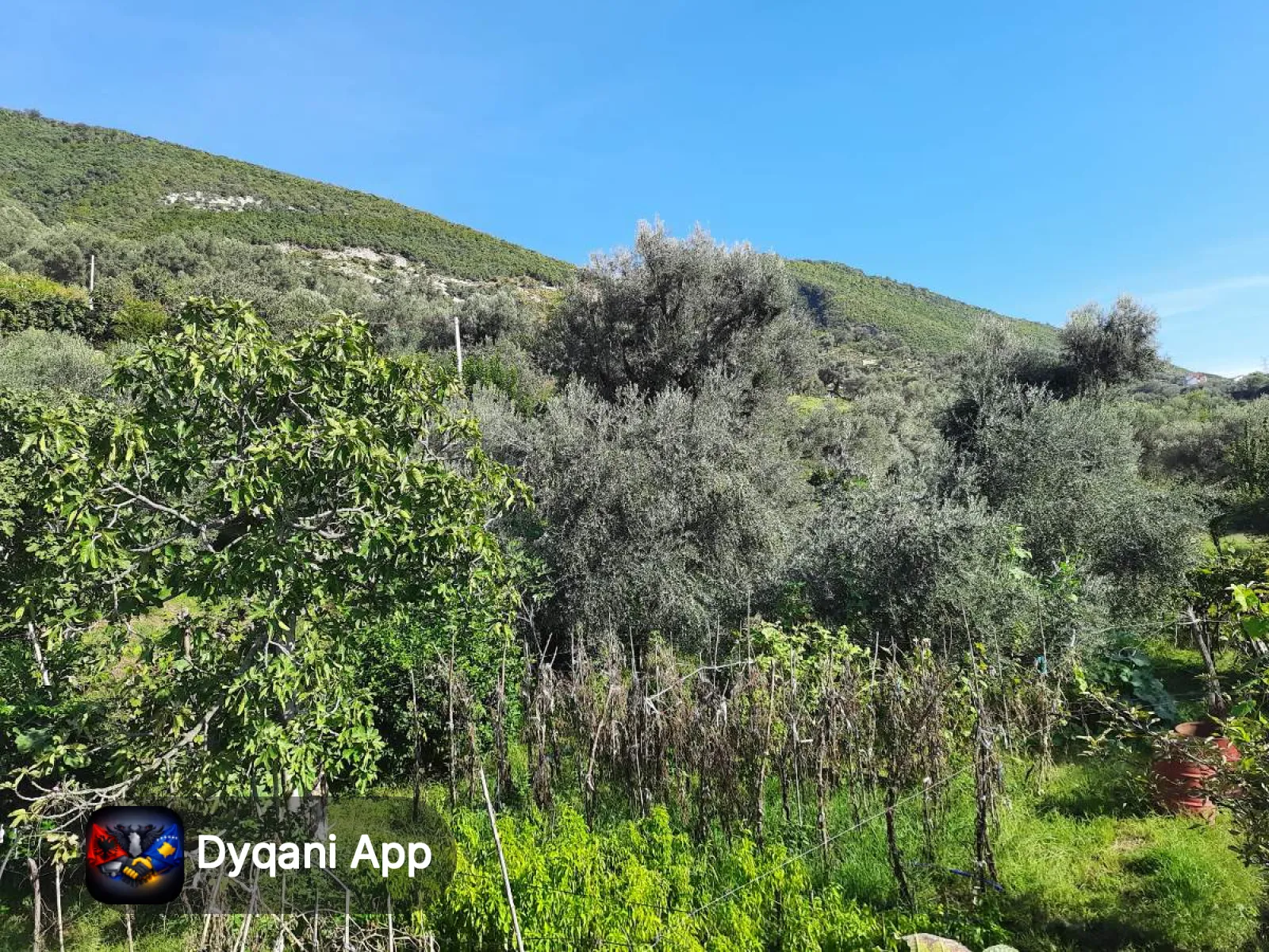 Shitet tokë 2000 m2 në periferi të Tiranës – 200,000€ — Tiranë - Foto 4