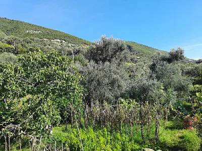 Shitet tokë 2000 m2 në periferi të Tiranës – 200,000€ — Tiranë - Foto 4