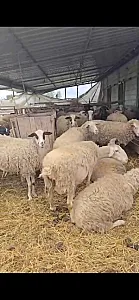 Shiten 30 kok dele ne fier, bejn nga dy qengja - Foto 2