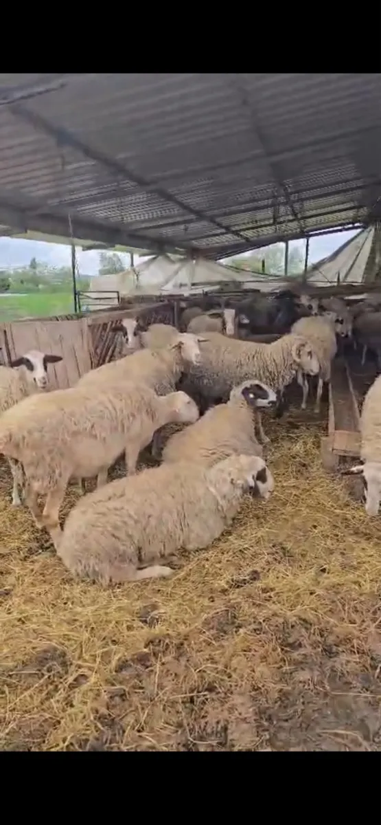 Shiten 30 kok dele ne fier, bejn nga dy qengja - Foto 3