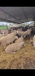 Shiten 30 kok dele ne fier, bejn nga dy qengja - Foto 3