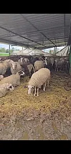 Shiten 30 kok dele ne fier, bejn nga dy qengja - Foto 4