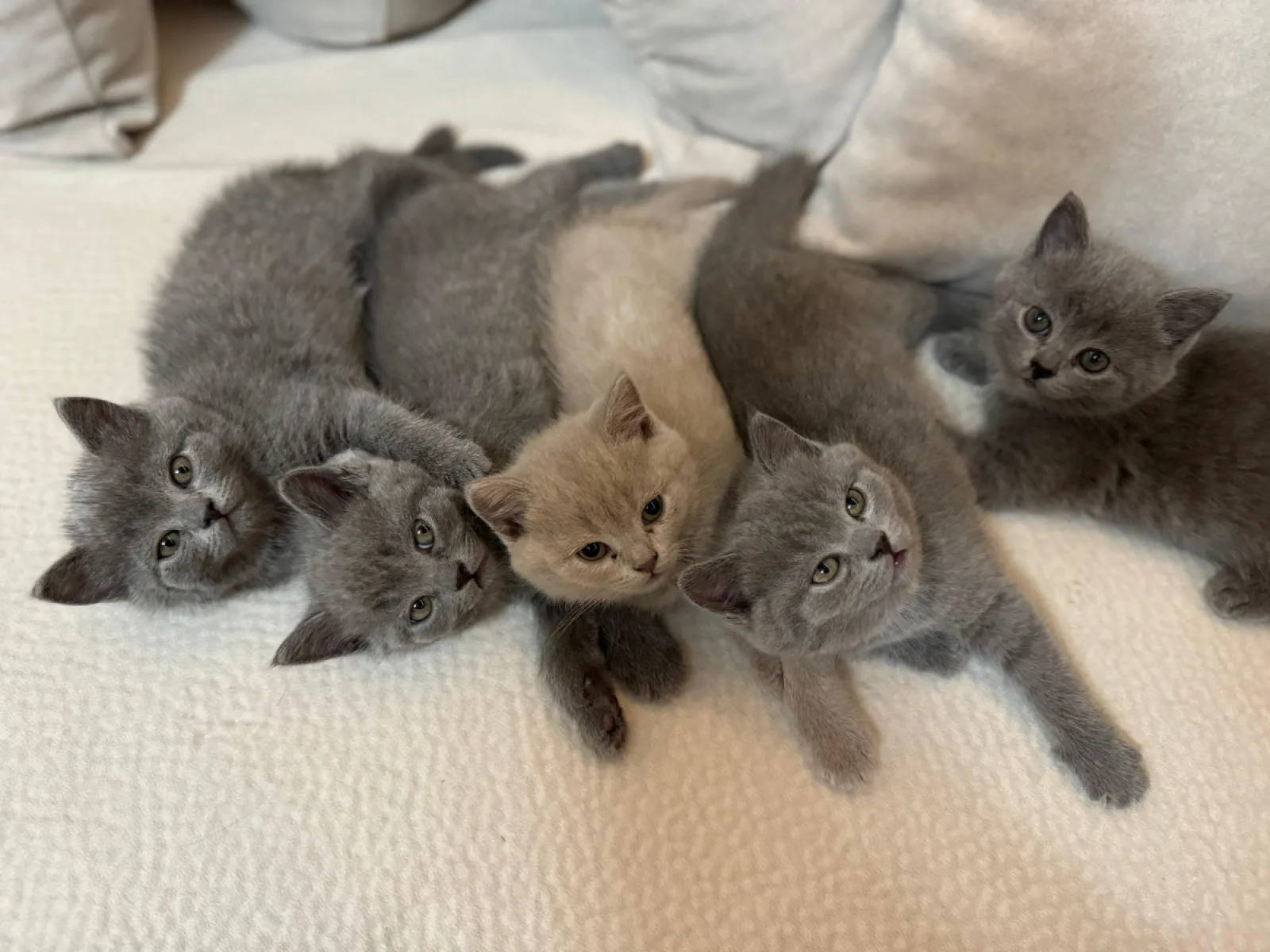 Mace British shorthair — në shitje · në Durrës · Gjendje e mirë - Foto 1