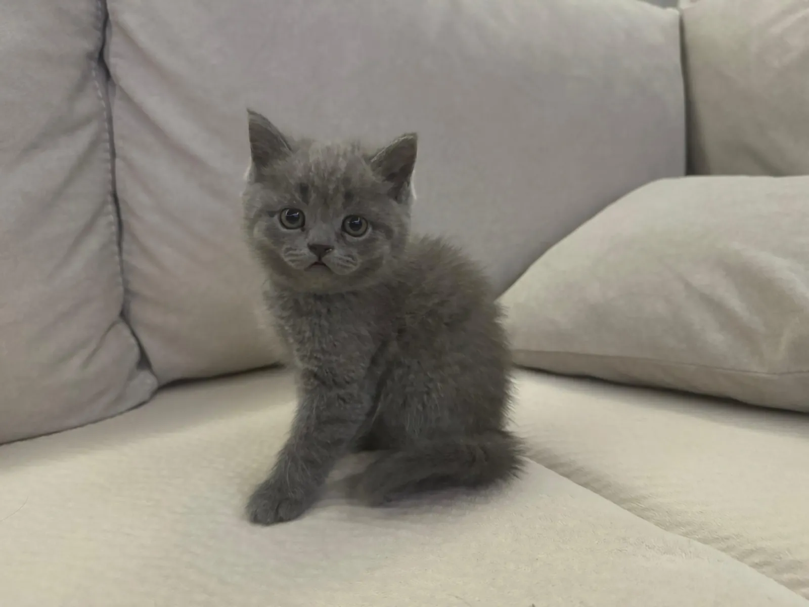 Mace British shorthair — në shitje · në Durrës · Gjendje e mirë - Foto 2