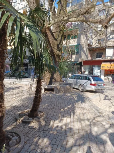 "Çinari" Oldest Tree in Shkoder