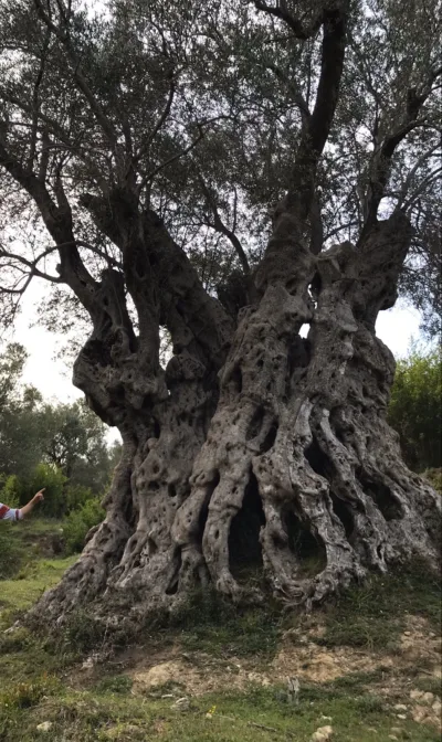 Old Olive Tree