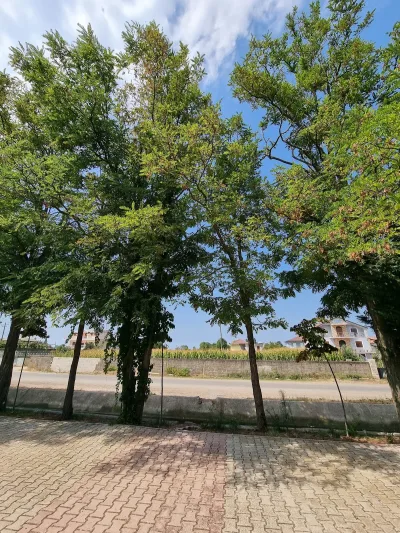 Bar Ivani