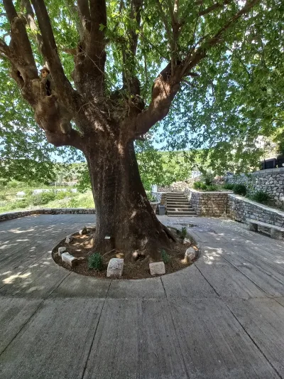 Historic Tree at Ganjollë Mosque