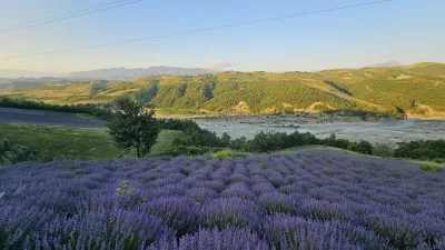 The Lavender Fields of Gramsh