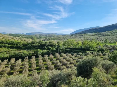 Vaj Ulliri Berati 1