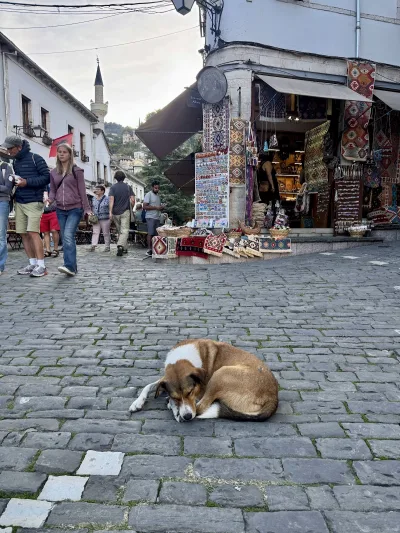 Lusi the Dog