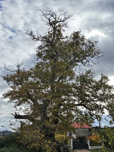 Village Plane Tree of Hotolisht