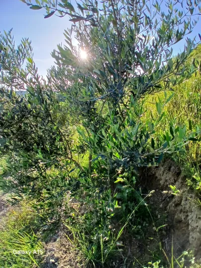 Ullishta Agron Kyçyku