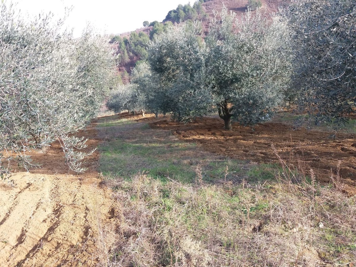 Dardhas, Lushnje photo 3