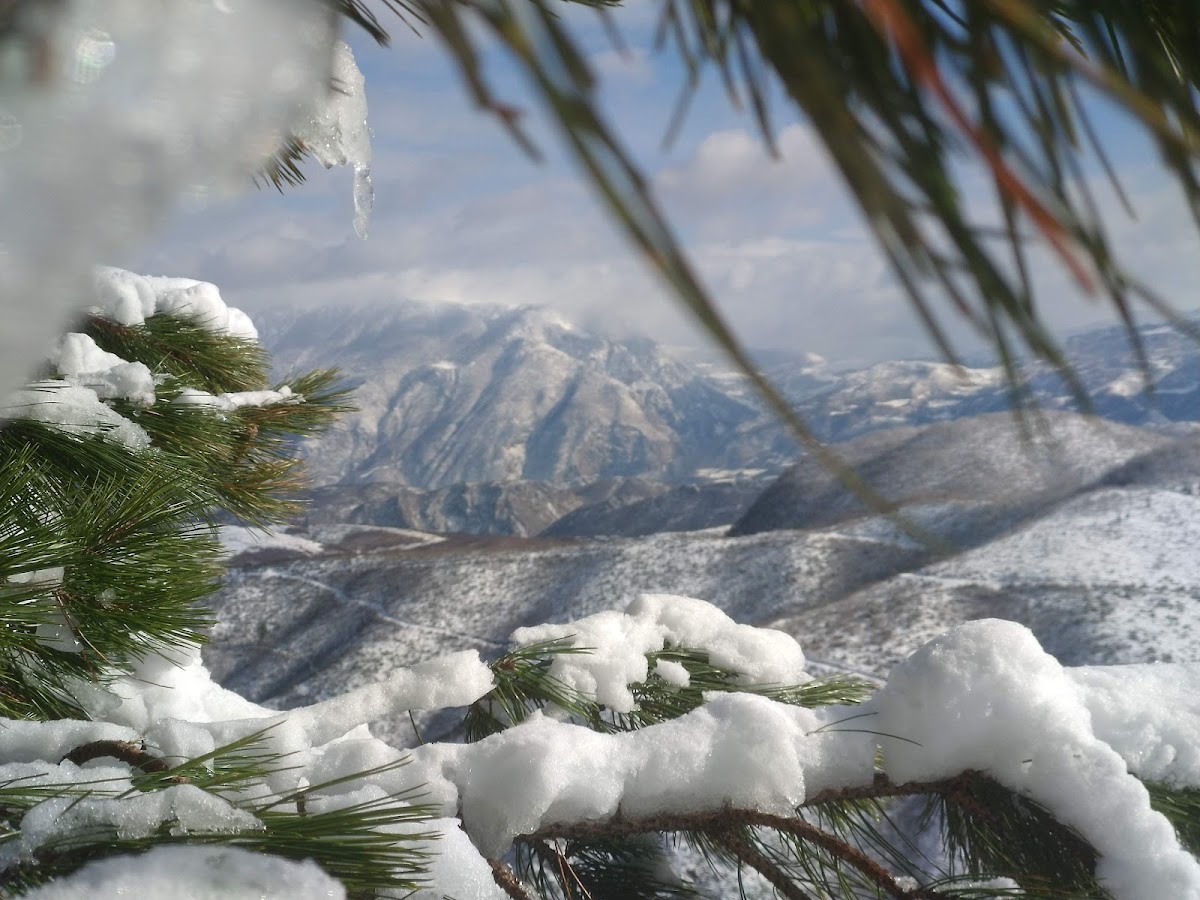 Limi ademi photo 3