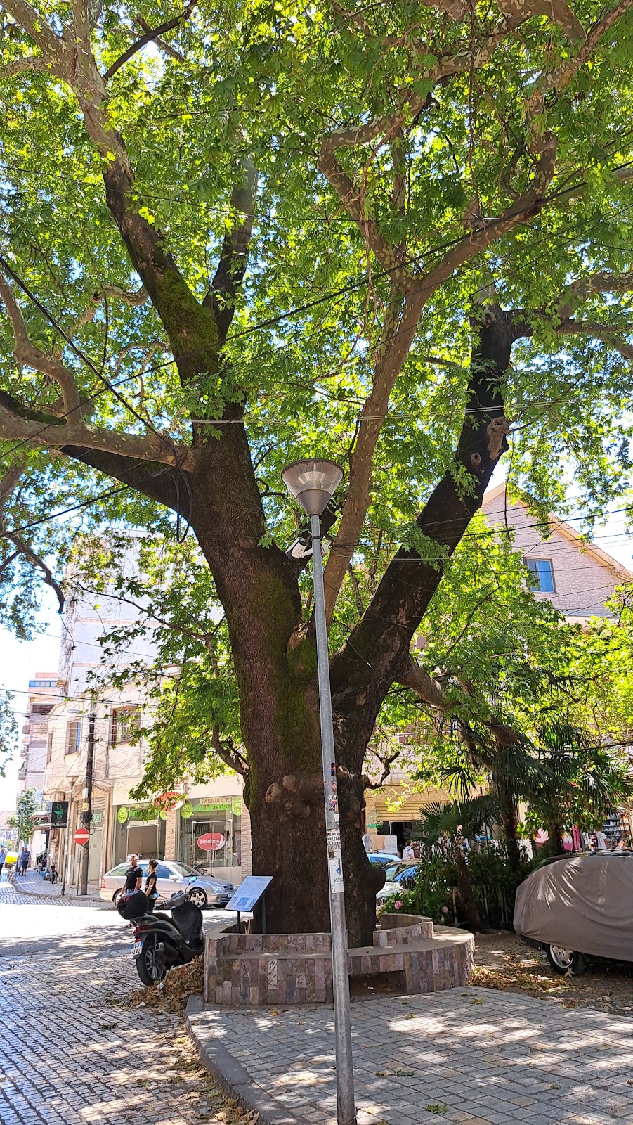 "Çinari" Oldest Tree in Shkoder photo 2