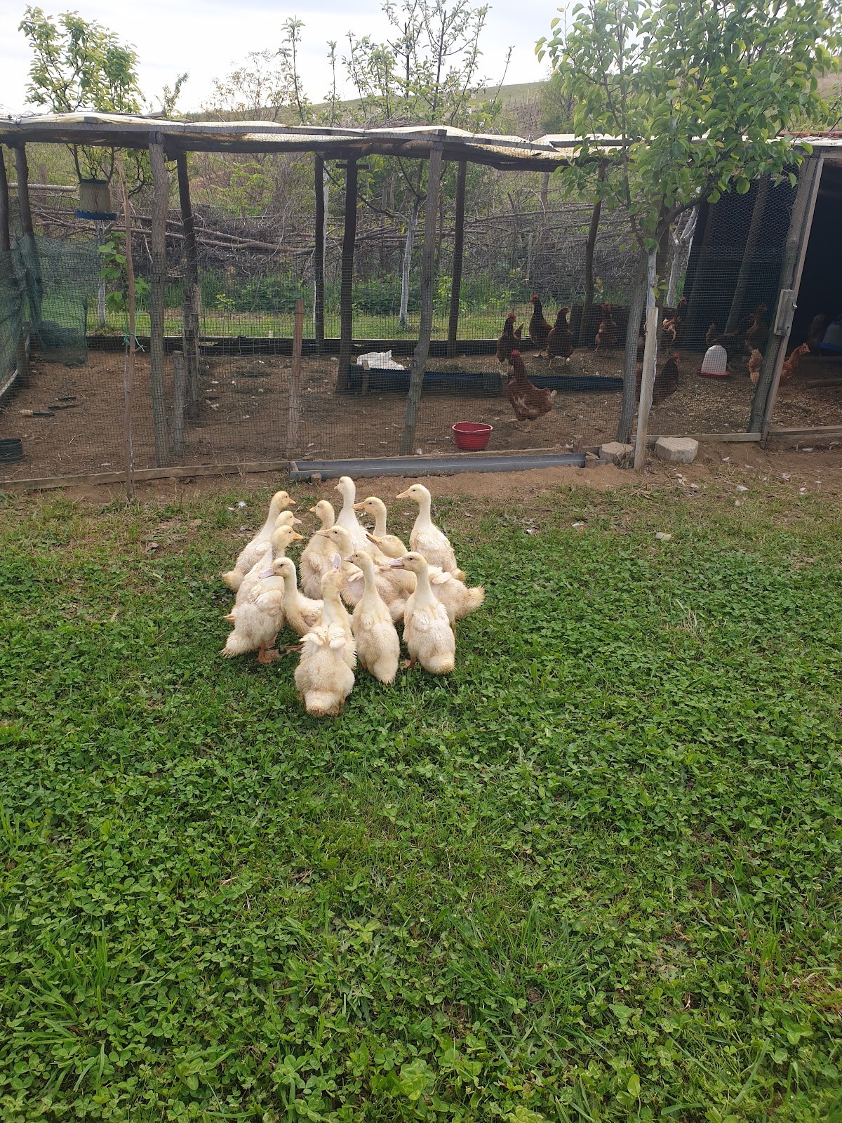 Bekas Ranch — Atraksione në Rahovec — photo 4