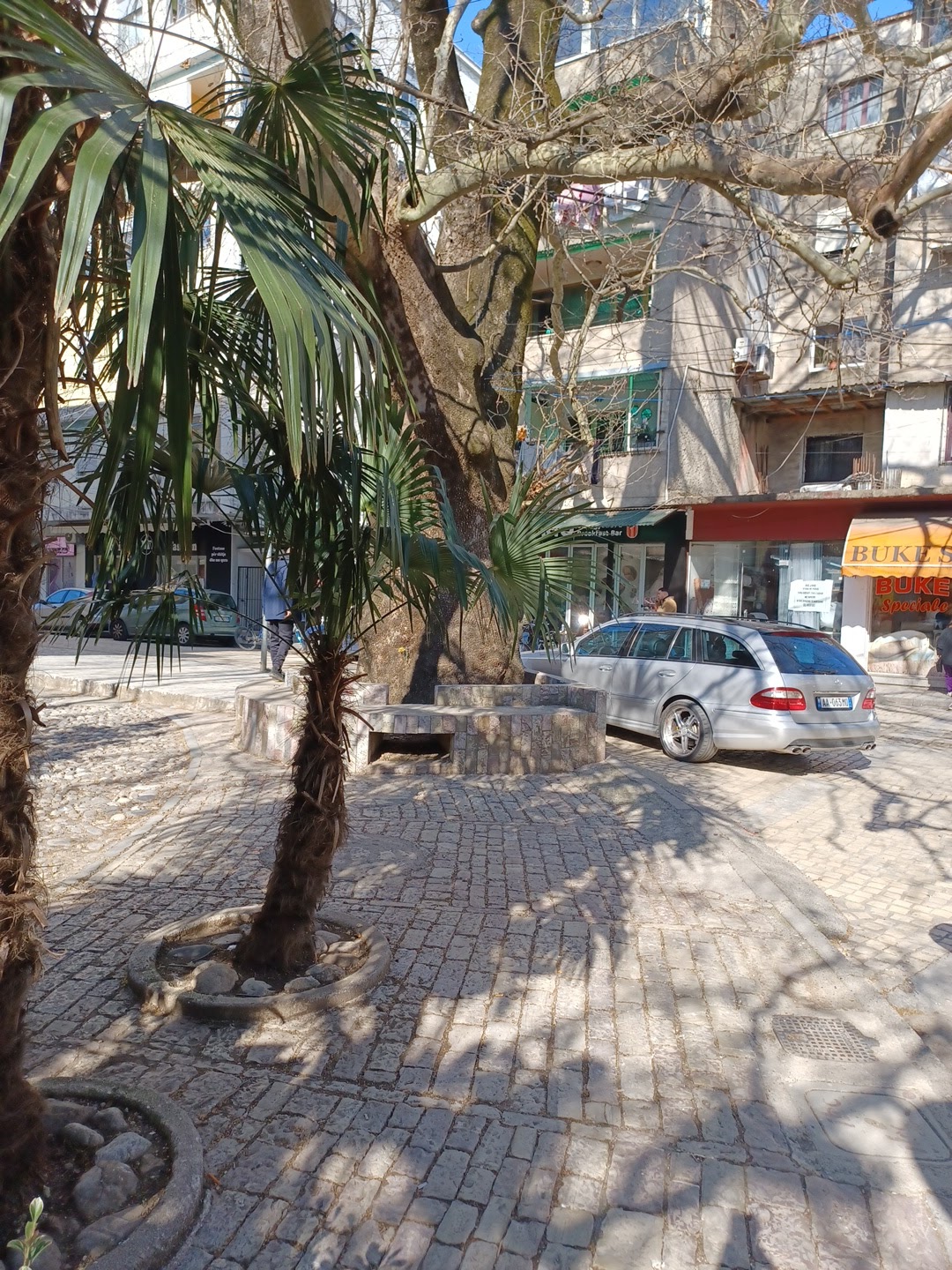 "Çinari" Oldest Tree in Shkoder