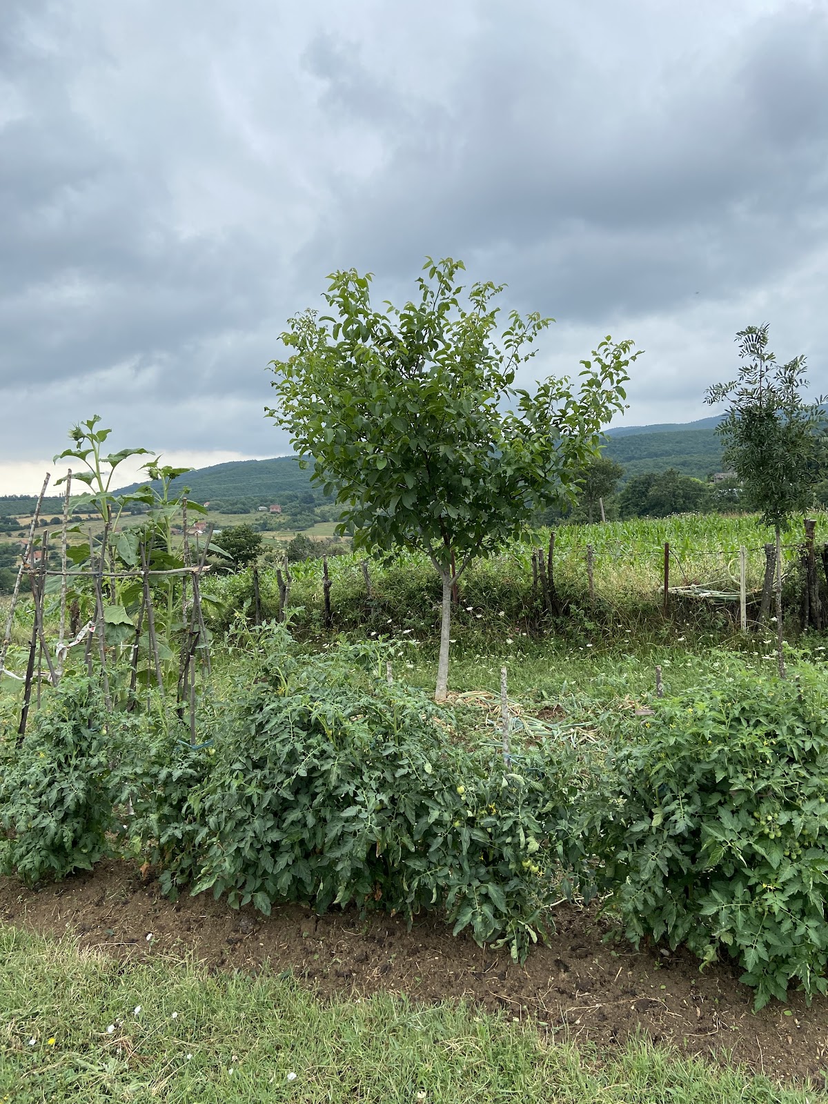 Shallc — Atraksione në Vushtrri — photo 2