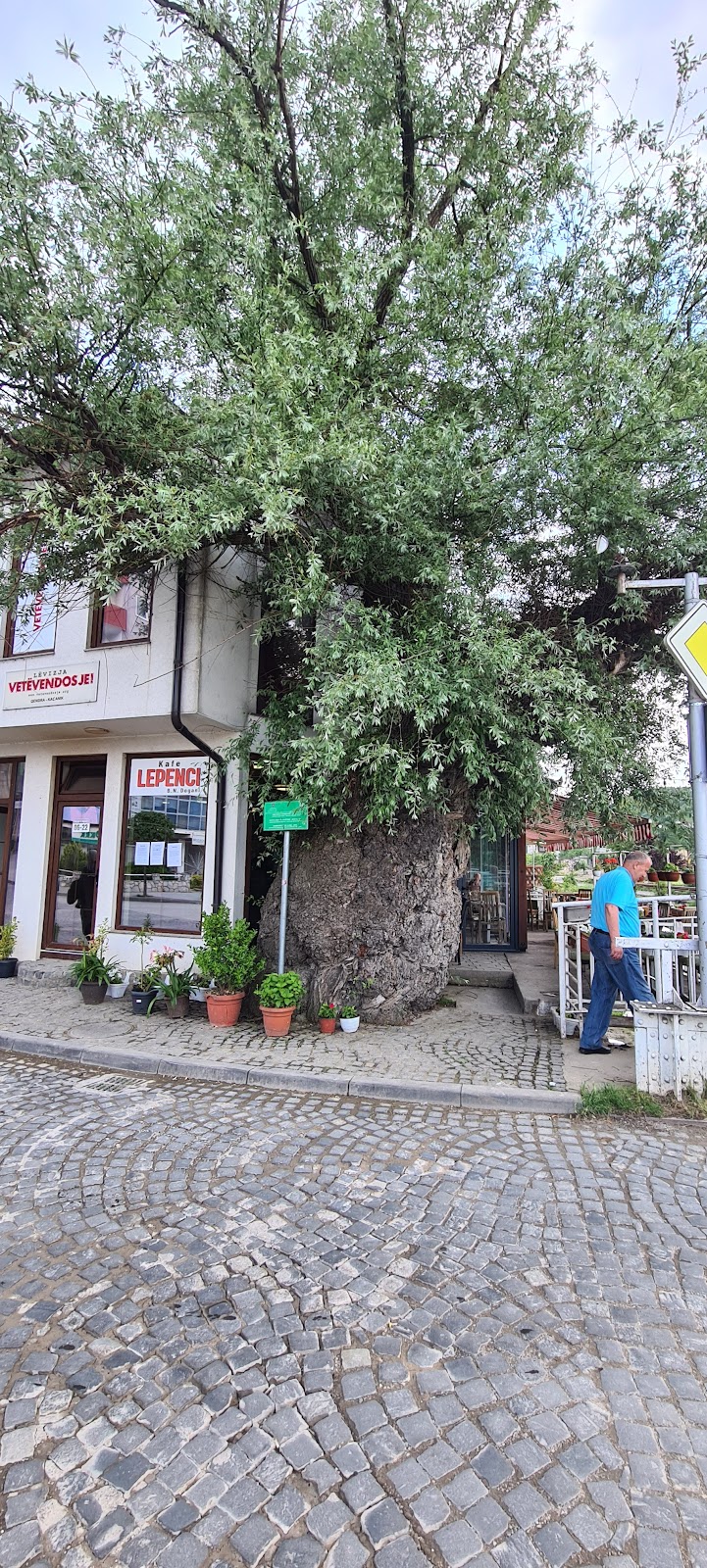 Te Shelnja e Beluqit photo 5