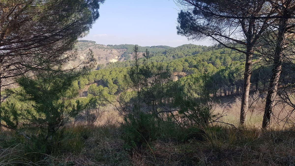 Dardhas, Lushnje photo 5