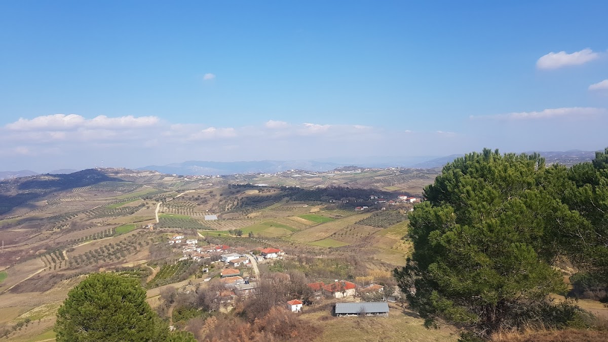 Dardhas, Lushnje