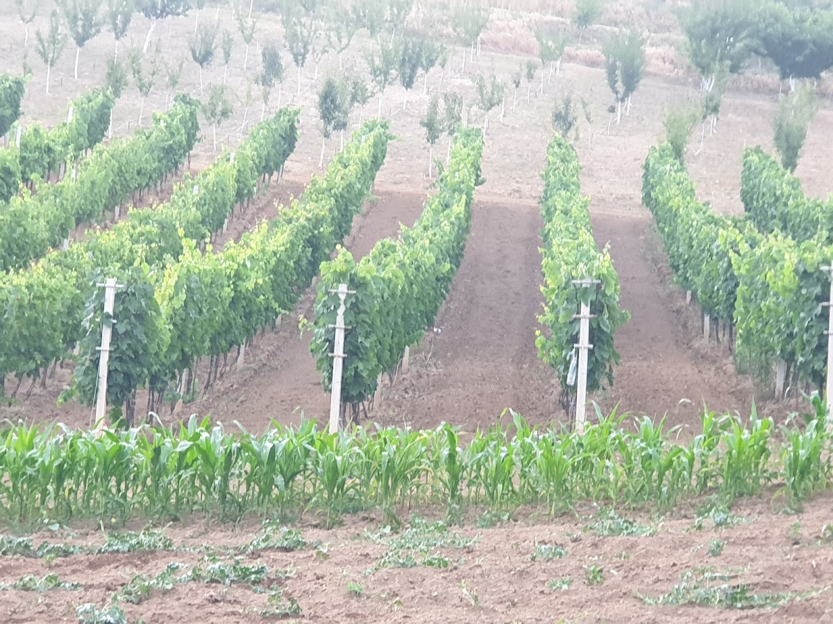 Bekas Ranch — Atraksione në Rahovec — photo 2