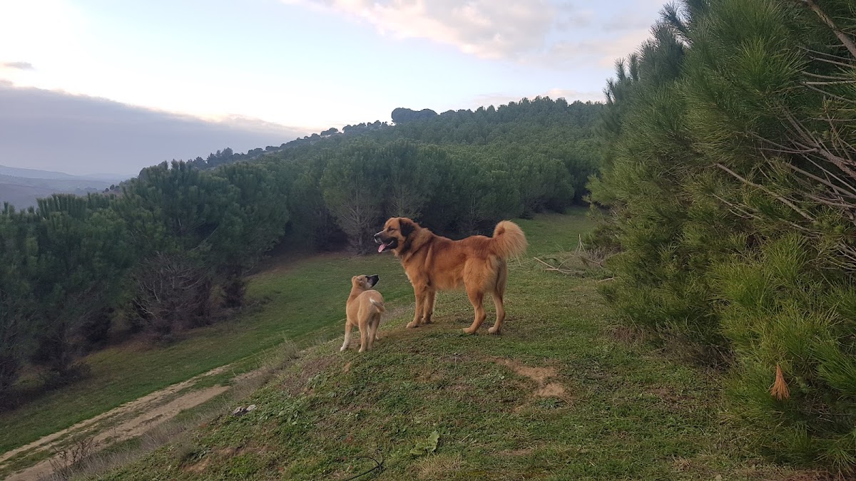 Dardhas, Lushnje photo 4