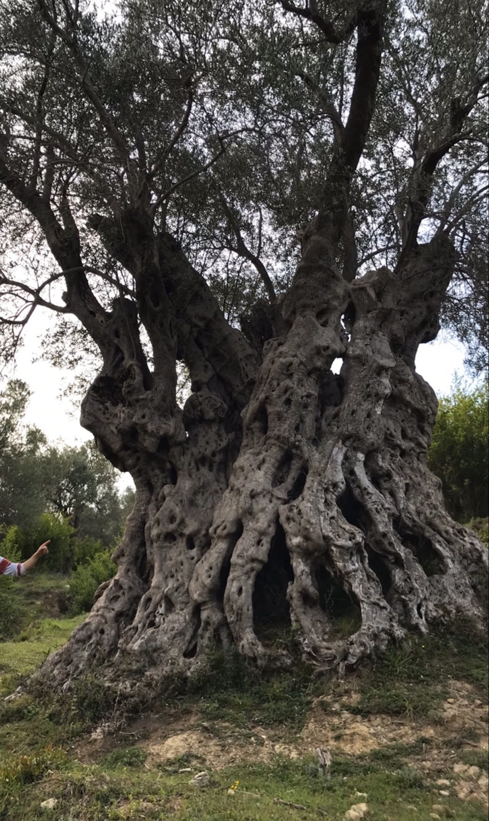 Old Olive Tree