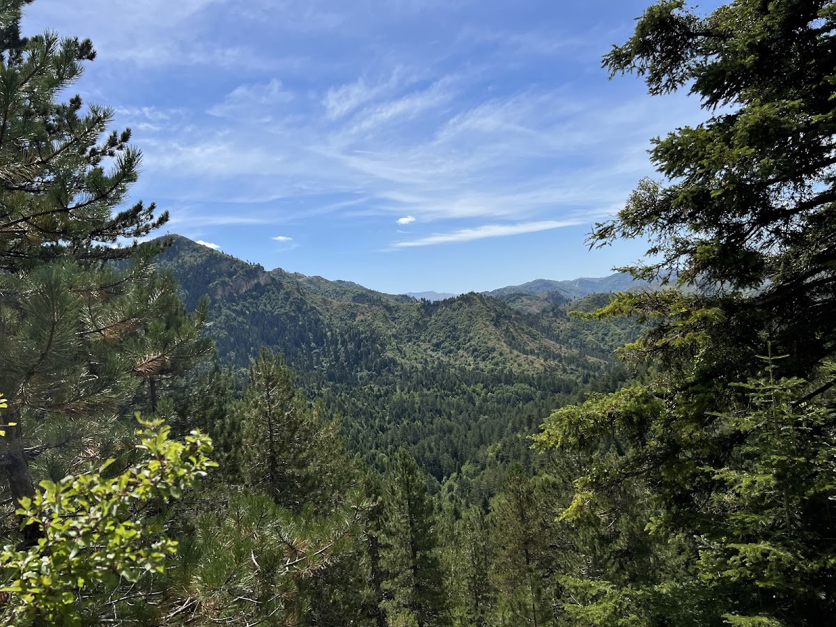 Fir of Drenova National Park photo 3