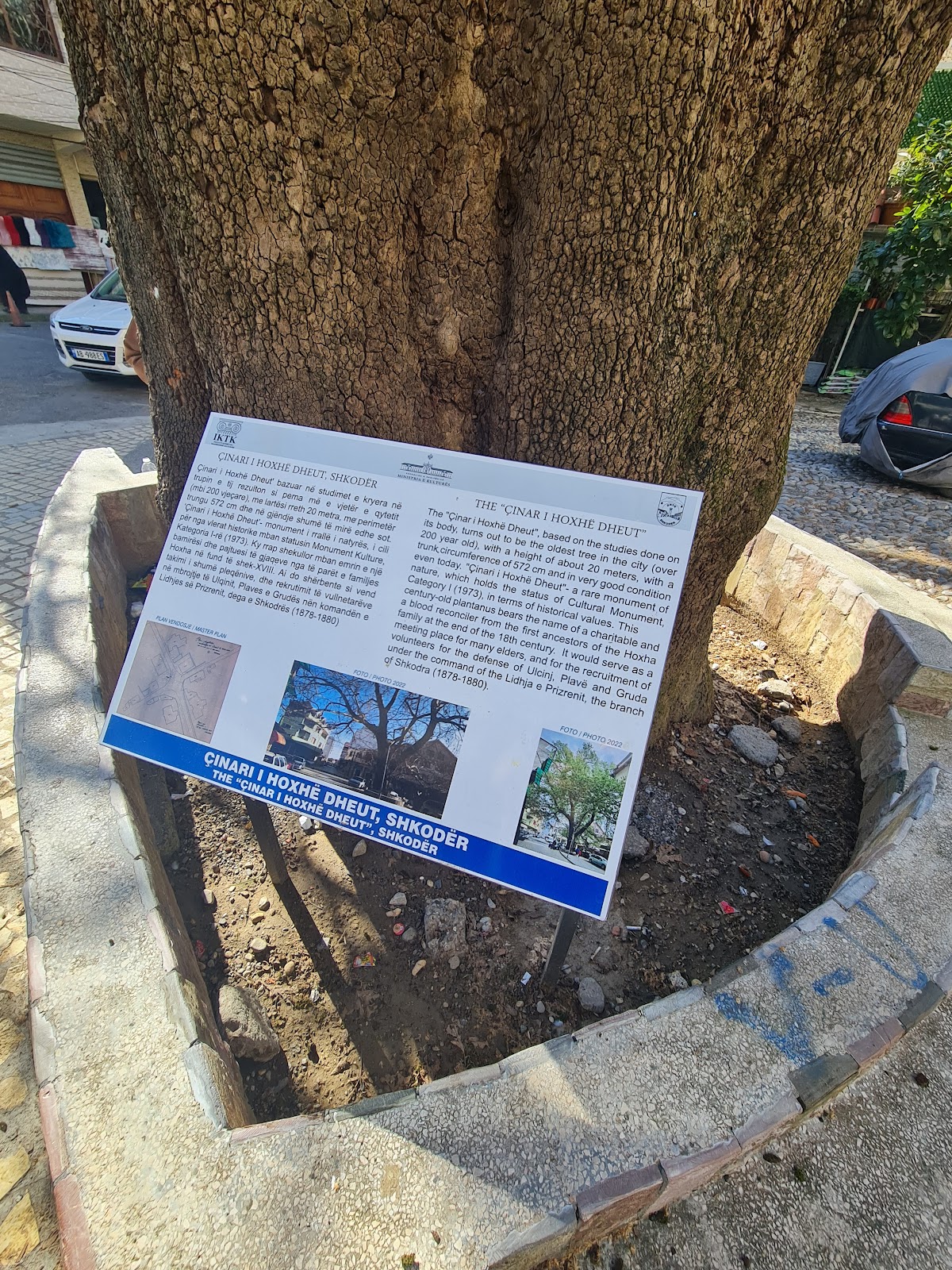 "Çinari" Oldest Tree in Shkoder photo 5