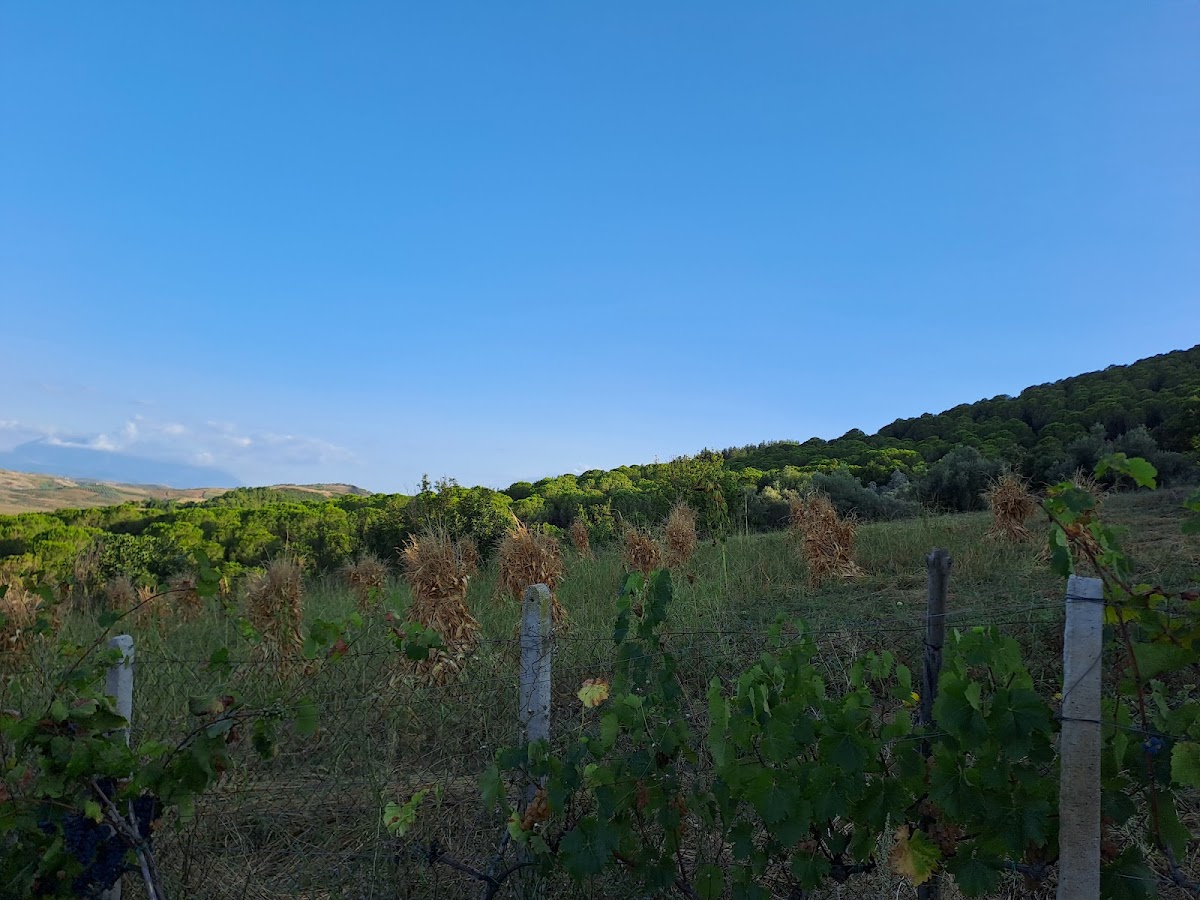 Dardhas, Lushnje photo 2