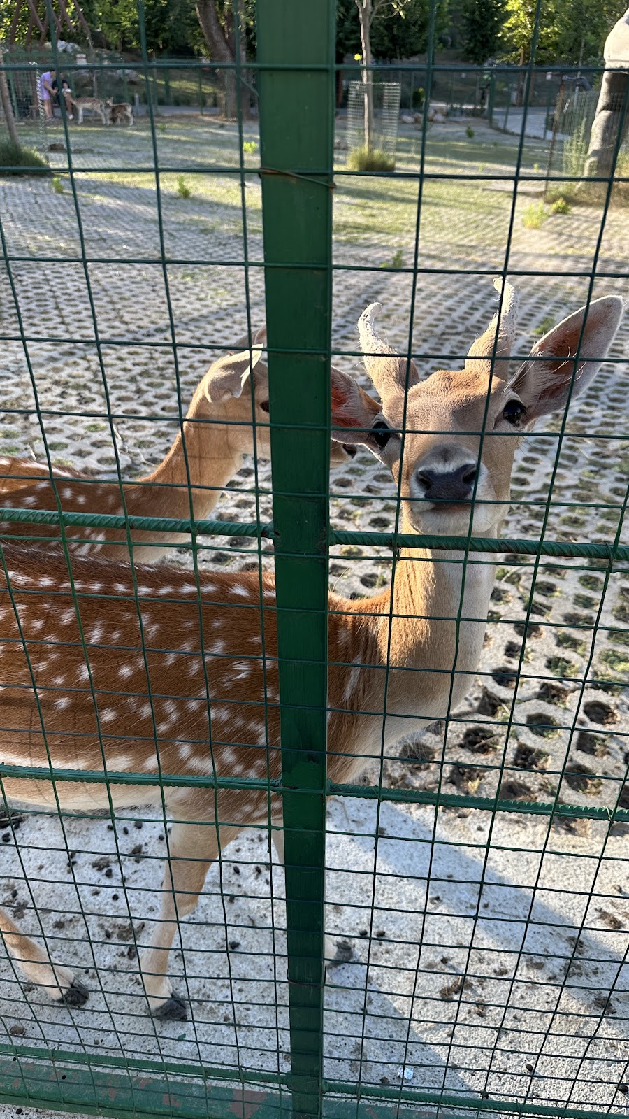 Parku Zoologjik i Tiranës photo 3