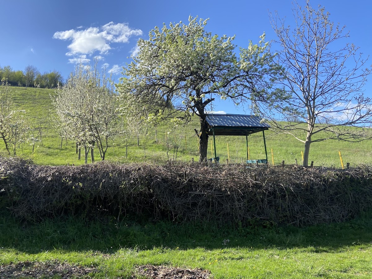Shallc — Atraksione në Vushtrri — photo 5