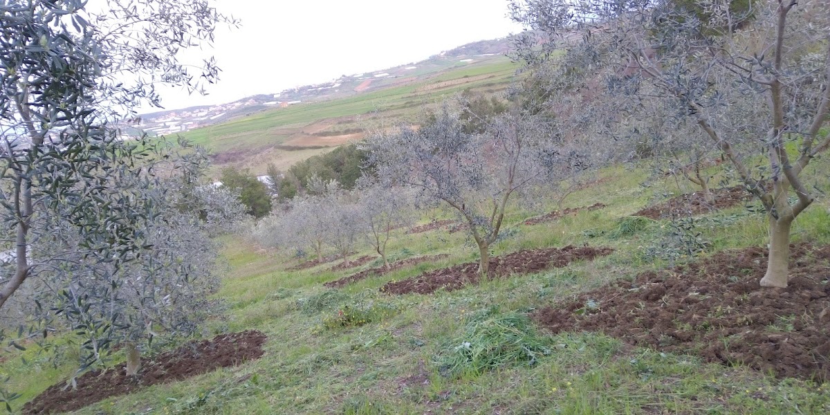 Gjyshaj photo 3