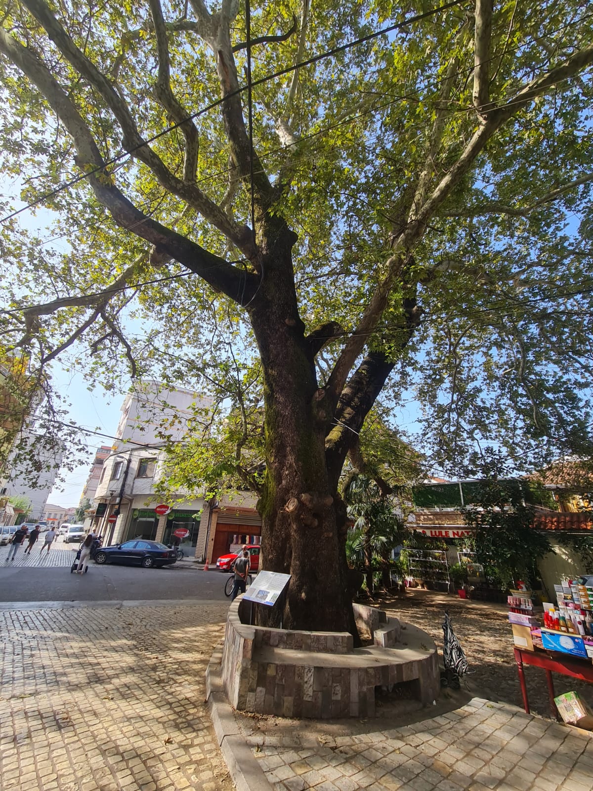 "Çinari" Oldest Tree in Shkoder photo 3