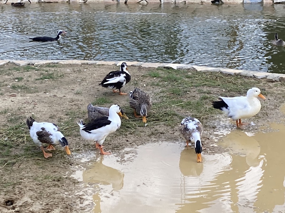 Parku Zoologjik i Tiranës photo 4