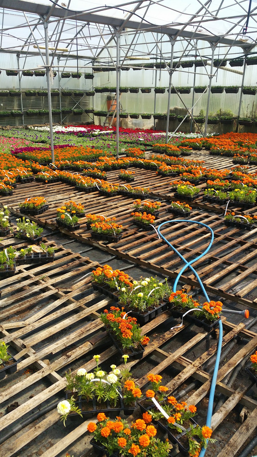 Garden Center AGROCOOP photo 3
