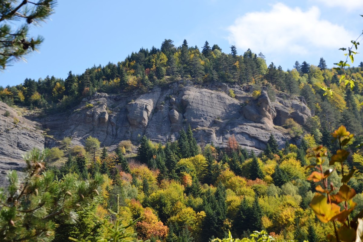 Fir of Drenova National Park photo 5