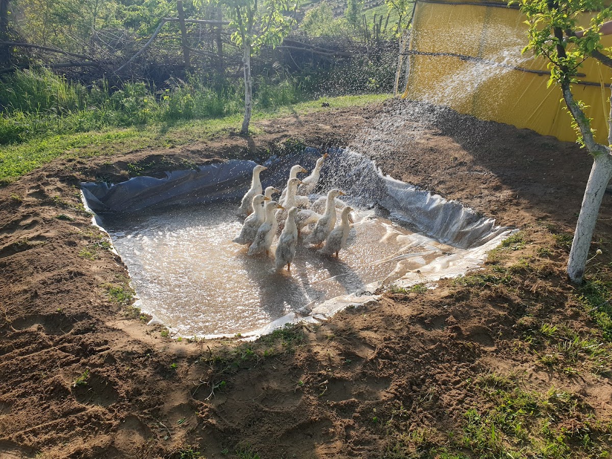 Bekas Ranch — Atraksione në Rahovec — photo 3