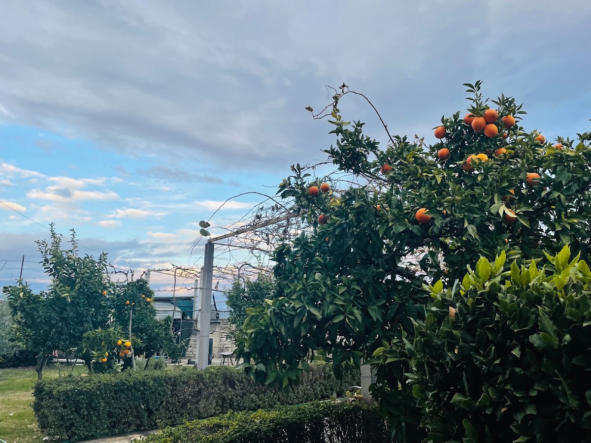 Berat Bed & Breakfast + Parking (please call us beforehand) photo 3