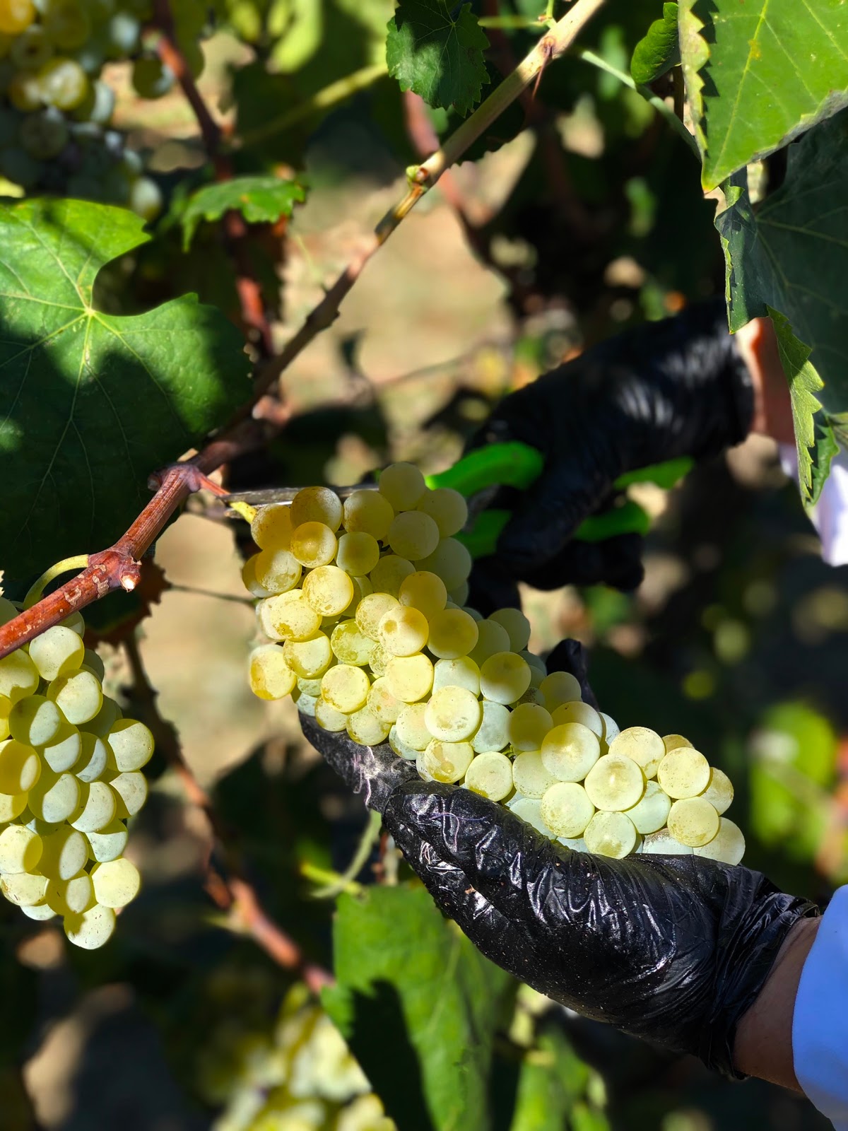 Kantina Edoni - Edoni Winery photo 3