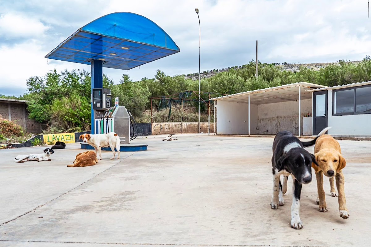 Dogs Station