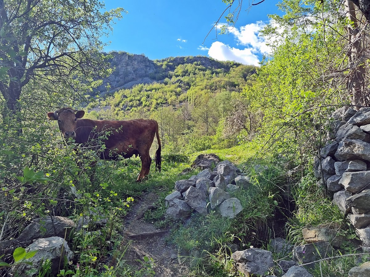 Ujëvara e fshatit DUSHAJ photo 3
