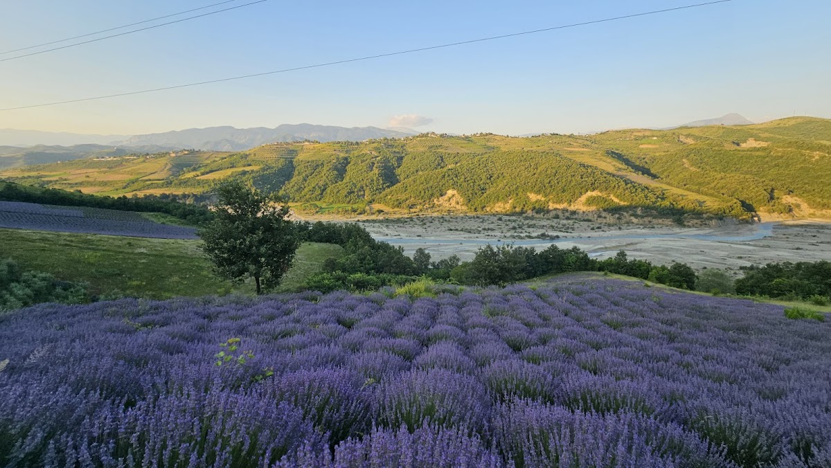 The Lavender Fields of Gramsh