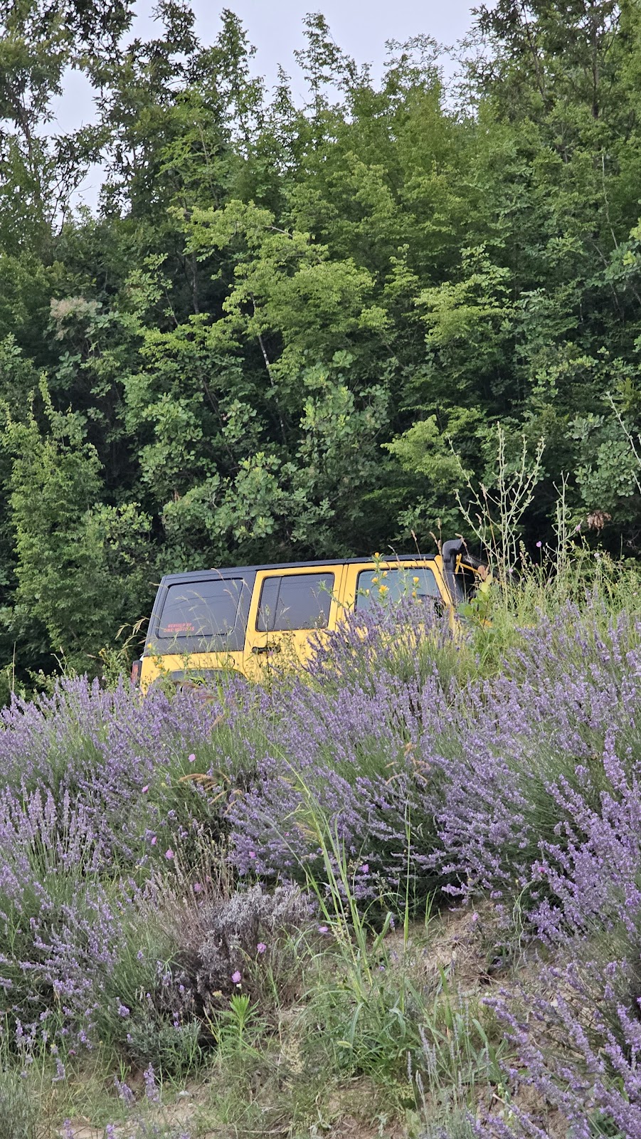 The Lavender Fields of Gramsh photo 4