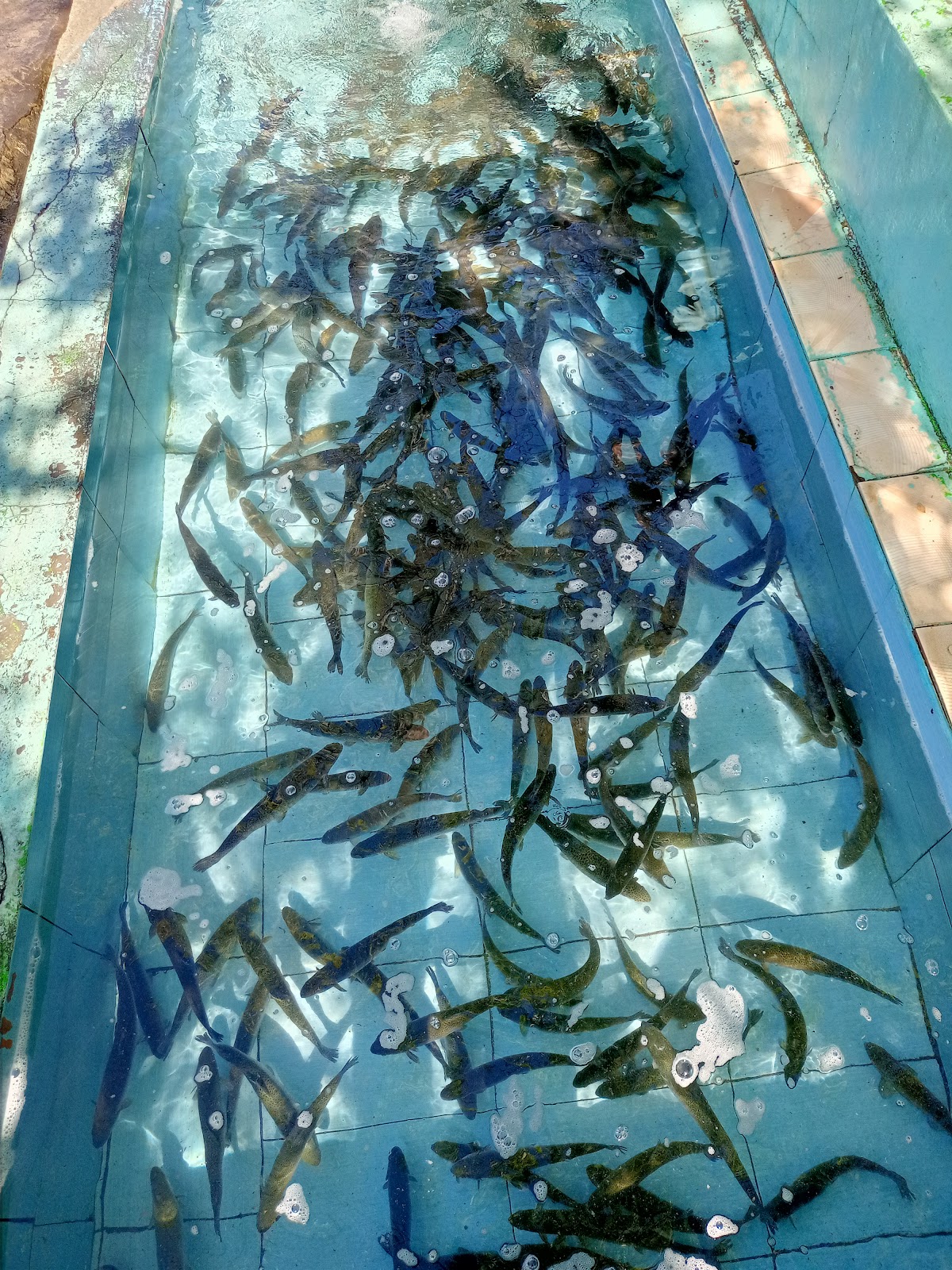 Fish Village Shkopet photo 3