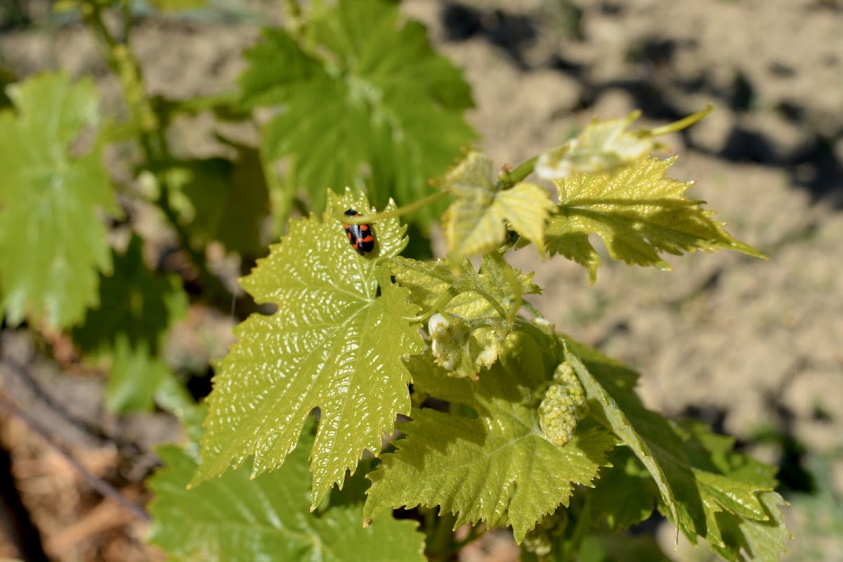 Kantina Edoni - Edoni Winery